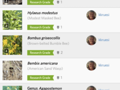iNaturalist observations