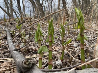 Japanese knotweed shoots emerging from the soil