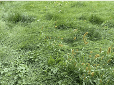 Typical lawn turf