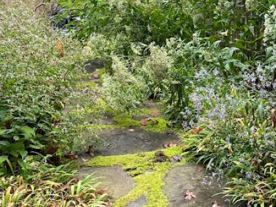 overgrown path