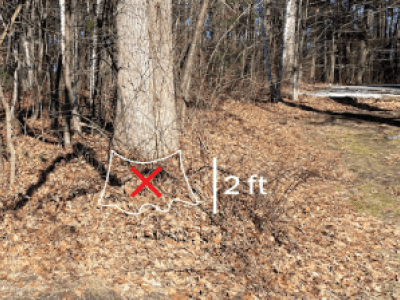 Over-accumulation of leaves around a tree base