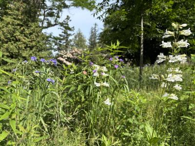 medium height meadow in early summer
