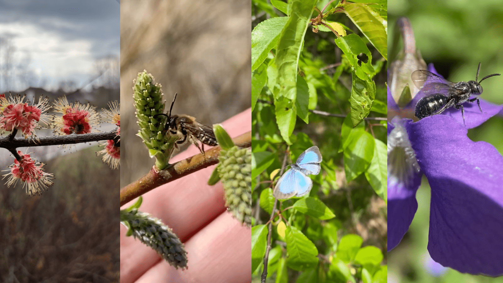 Different Spring Insects The Spring Bees and Butterflies Bioblitz | Burlington Wildways