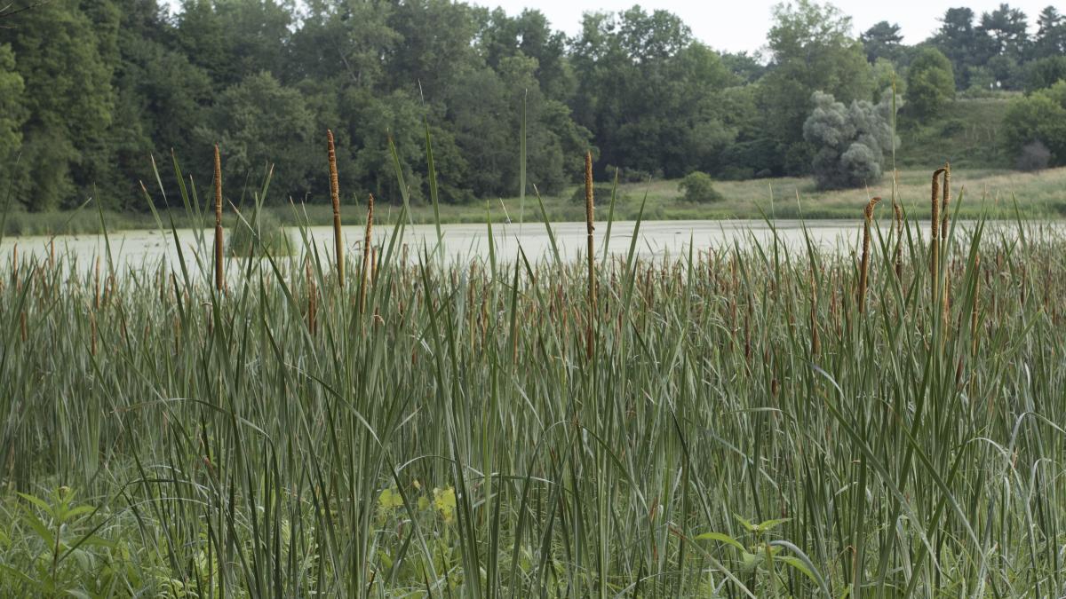View through the cattails at Arthur Park