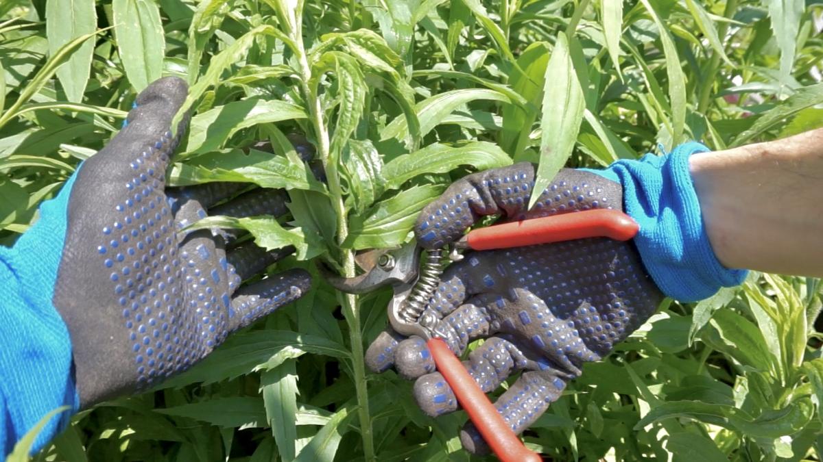 gardener Chelsea chopping goldenrod stems