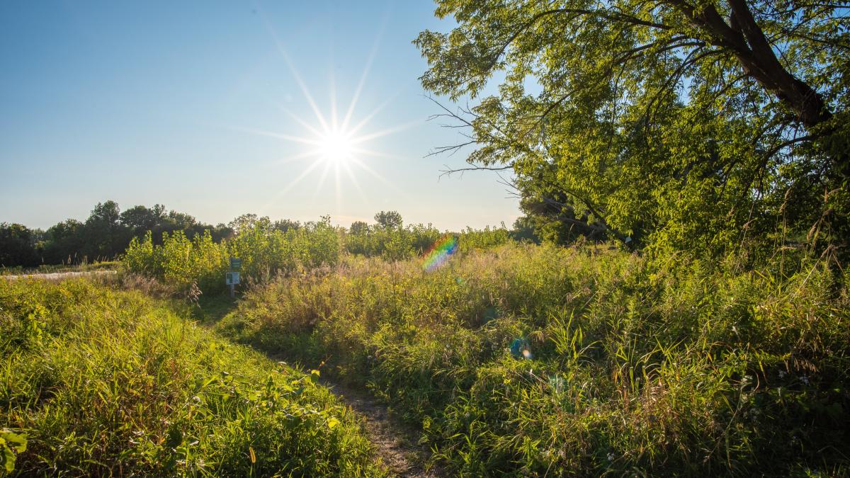 sunny Wildways trail