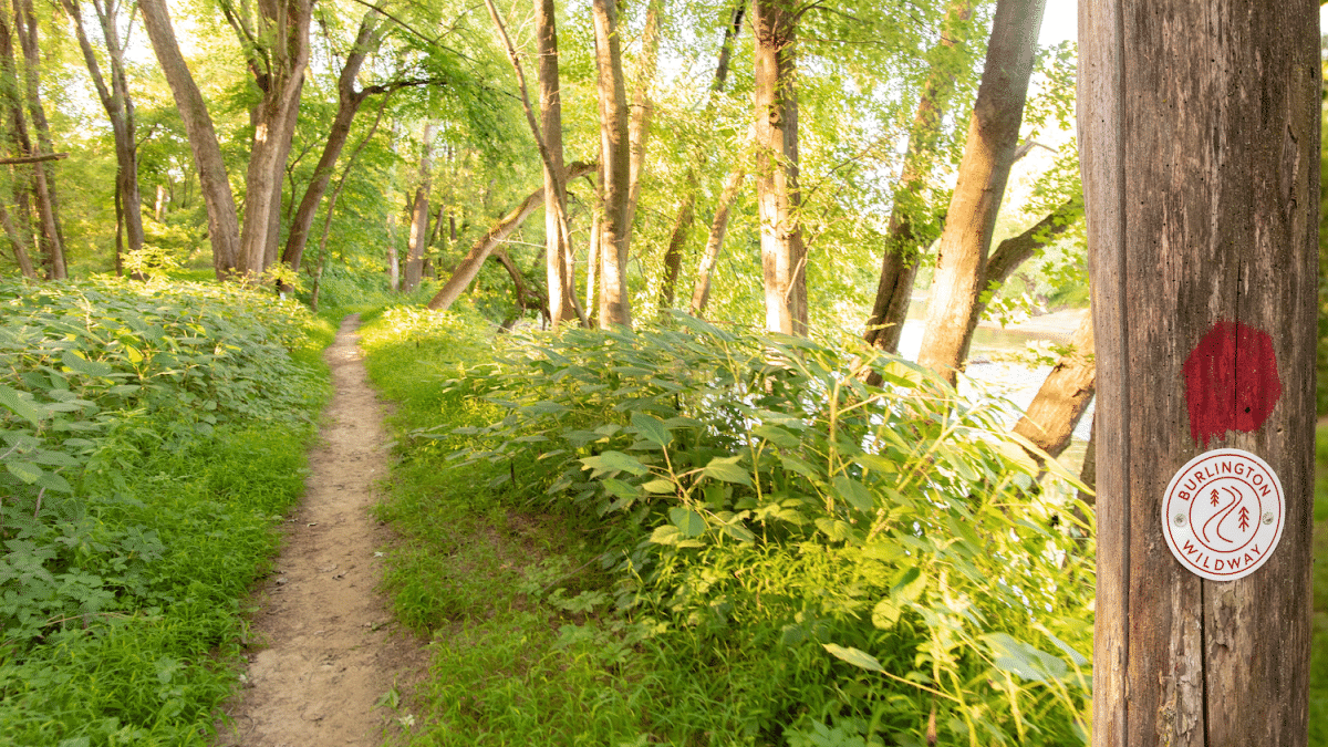 Wildways trail run