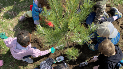 students planting a tree together