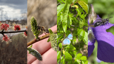 spring flowers and insects