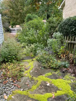 plants that were not Chelsea chopped blocking the path