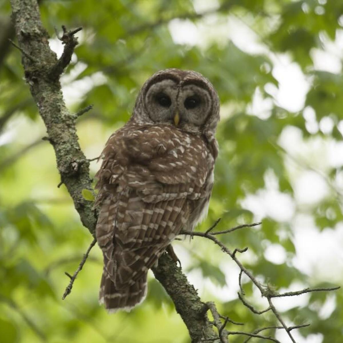 Owl sitting in a tree during the day.
